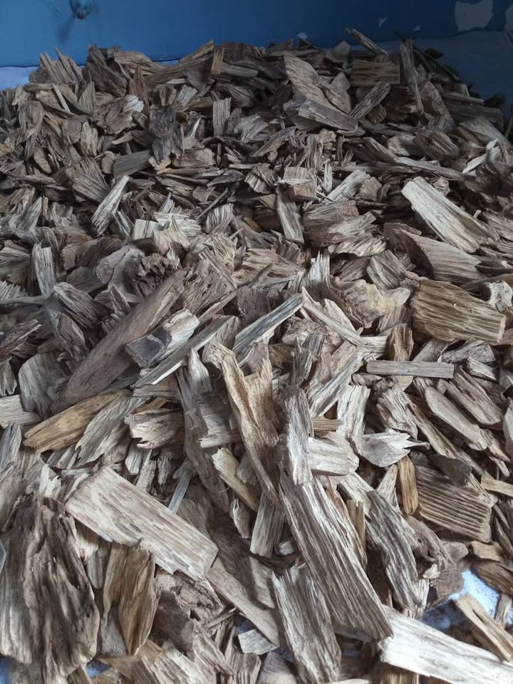 Agarwood revolution
