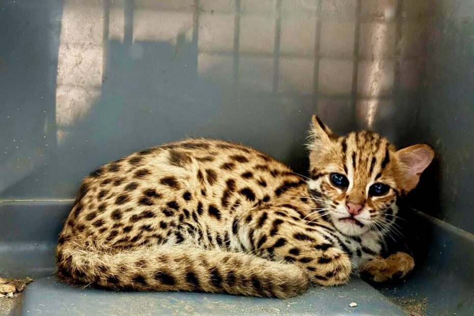 Juvenile leopard rescued from Silchar Medical College campus by Cachar Police and Barak Valley Wildlife Division.