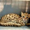 Juvenile leopard rescued from Silchar Medical College campus by Cachar Police and Barak Valley Wildlife Division.