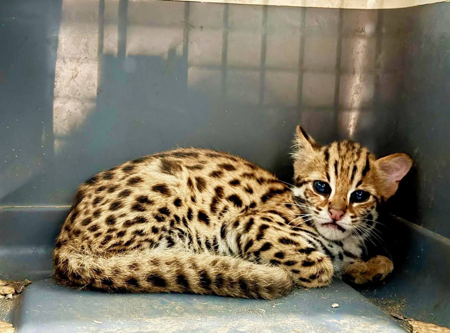 Juvenile leopard rescued from Silchar Medical College campus by Cachar Police and Barak Valley Wildlife Division.